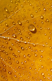 rain drops, aspen leaf
