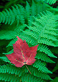 maple leaf, ferns